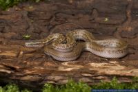 Lamprophis fuliginosus,Afrikanische Hausschlange,African House Snake