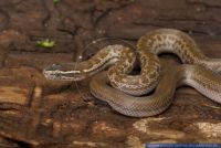 Lamprophis fuliginosus,Afrikanische Hausschlange,African House Snake