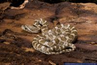 Pantherophis emoryi,Praeriekornnatter,Great Plains Rat Snake