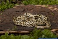 Pituophis catenifer catenifer,Pazifik Gophernatter,Pacific Gopher Snake