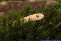 Pituophis catenifer catenifer het amelanistisch,Bullennatter,Gopher Snake