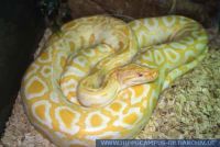 Python molurusbivittatus'Albino'