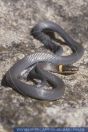 Diadophis punctatus, Ringhalsnatter, Ringneck Snake 