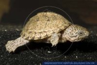 Sternotherus&Acirc;&nbsp;carinatus, Gekielte Moschusschildkröte, Razorback&Acirc;&nbsp;Musk Turtle 
