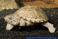 Sternotherus&Acirc;&nbsp;carinatus, Gekielte Moschusschildkröte, Razorback&Acirc;&nbsp;Musk Turtle 