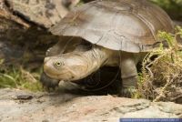 Pelomedusa subrufa,Starrbrust-Pelomeduse,Pelomedusenschildkroete,African helmeted turtle