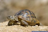 Testudo graeca ibera,Maurische Landschildkroete,Mediterranean spur-thighed tortoise,Greek tortoise
