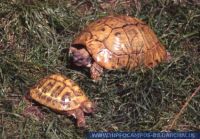 Testudo hermanni boettgeri, Griechische Landschildkröte, Eastern Hermann's Tortoise 