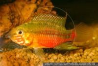 S03580_2 Apistogramma hongsloi<br>