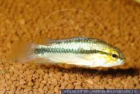 S04320_3 Apistogramma trifasciata<br>