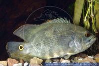 Astronotus ocellatus
VENEZUELA