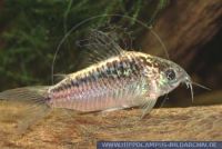 S18810_1 Corydoras elegans<br>