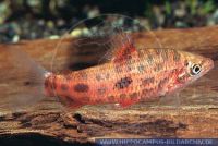 S48756 Leporinus maculatus VARIANTE I<br>