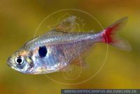 S50035_2 Hyphessobrycon roseus (Megalamphodus)<br>