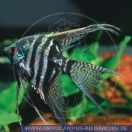 Pterophyllum scalareZEBRAVEILTAIL