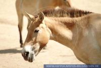 SHTFT0008 Equus caballus przewalskii<br>