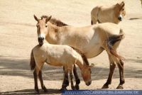 SHTFT0009_1151088737 Equus caballus przewalskii<br>