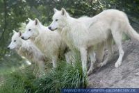 Canis lupus arctos, Arktischer Wolf, Polarwolf, Arctic wolf 
