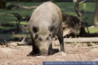 Sus scrofa, Europäisches Wildschwein, Wild boar 