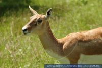 Antilope cervicapra, Hirschziegenantilope, Blackbuck 