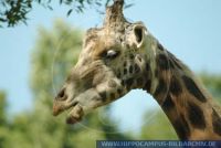 Giraffa camelopardalis rothschildi, Rothschildgiraffen, Rothschild's giraffe 