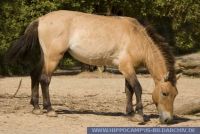 Equus caballus przewalskii, Przewalski-Pferd, Przewalski's wild horse 