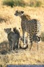  Acinonyx jubatus, Gepard, Jungtier, Bei Naabi Hill, Serengeti, Tanzania, Cheetah  