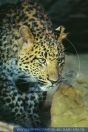 Panthera pardus japonensis, Chinaleopard, North Chinese leopard 