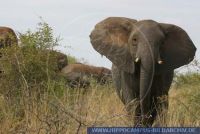 Loxodonta africana, Afrikanischer Elefant, African elephant  