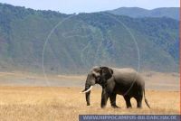 Loxodonta africana, Afrikanischer Elefant, African elephant  