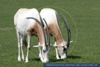 Oryx dammah, Säbelantilopen, Scimitar-Horned Oryx 
