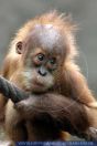 Pongo pygmaeus abelii, Sumatra-Orang, Orang Utan 