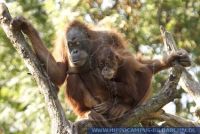 Pongo pygmaeus abelii, Sumatra-Orang, Orang Utan 