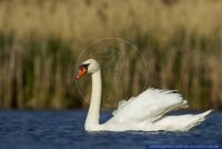 Cygnus olor,Hoeckerschwan,Mute Swan,White Swan