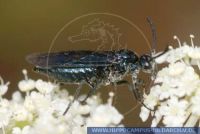 WHFFT0084 Arge gracilicornis<br>