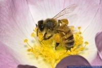 Apis mellifera,Honigbiene,Honey Bee