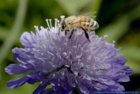 Apis mellifera,Honigbiene,Honey Bee