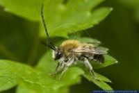 Eucera nigrescens,Mai-Langhornbiene,Early long horned bee