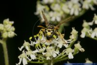Polistes dominula,Gallische Feldwespe,European paper wasp