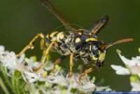 Polistes dominula,Gallische Feldwespe,European paper wasp