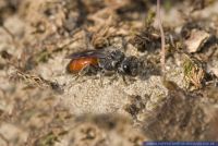 Sphecodes spec. (albilabris ?),Blutbiene,Solitary bee