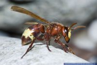 Vespa orientalis,Orientalische Hornisse,Oriental hornet