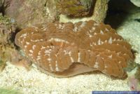 Fungia sp. ?, Pilzkoralle, Mushroom Coral 
