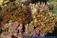Acropora sp., Steinkoralle, Stony coral 
