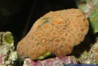 Favites sp., Hirnkoralle, Brain Coral 