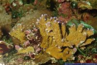 Acropora spec., Steinkoralle, Stony coral 