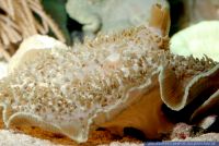 Amplexidiscus fenestrafer,
Gro§es Elefantenohr,
Giant Cup or Giant Elephant Ear Mushroom Coral
