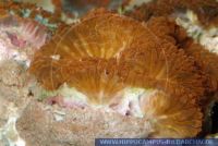 Blastomussa wellsi,
Gro§polypige Steinkoralle,
Stony coral 
