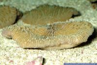 Fungia sp., Pilzkoralle, Mushroom Coral 