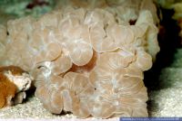Nemenzophyllia turbida,
Gro§polypige Steinkoralle,
Stony coral 

